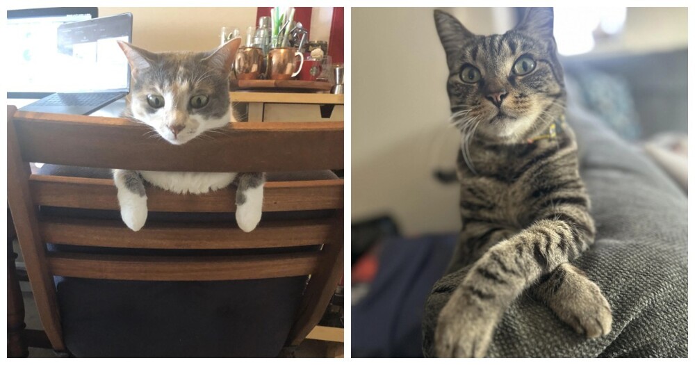 30 кошачьих поз, которые смешнее любого мема