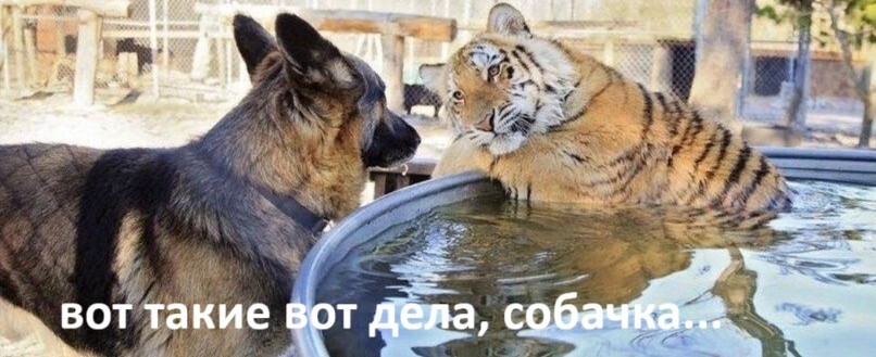 Ториевый реактор: Китай разрабатывает ядерную установку для крупнейшего контейнеровоза мира