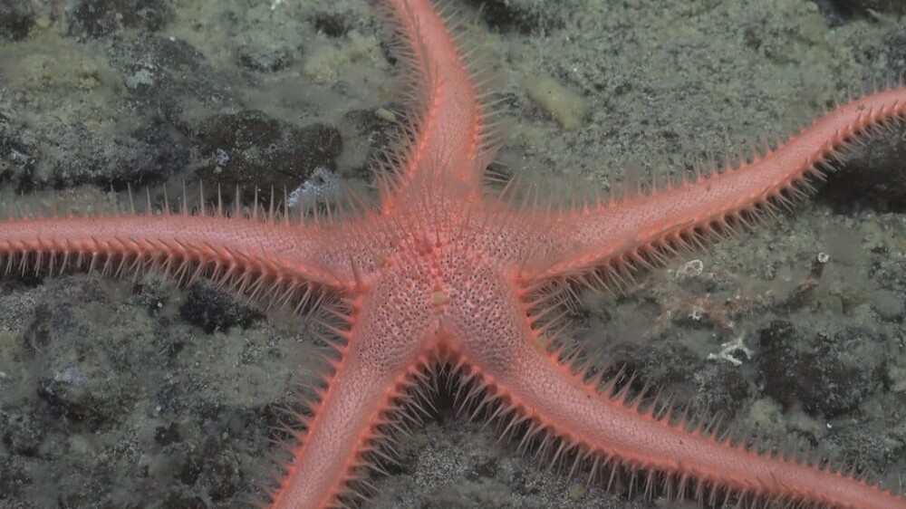 Под ледяной коркой Антарктиды нашли 30 новых видов живых существ