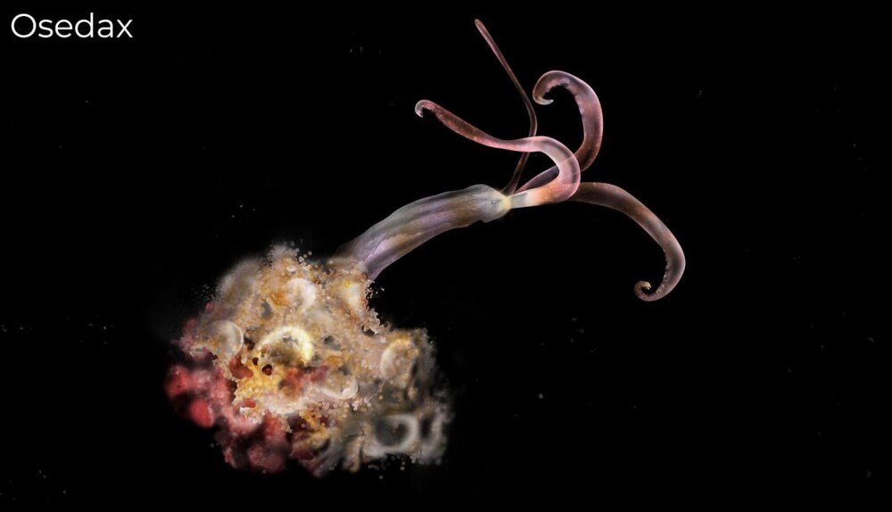 Под ледяной коркой Антарктиды нашли 30 новых видов живых существ