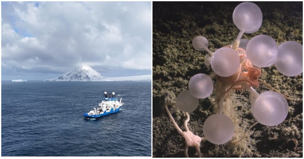 Под ледяной коркой Антарктиды нашли 30 новых видов живых существ