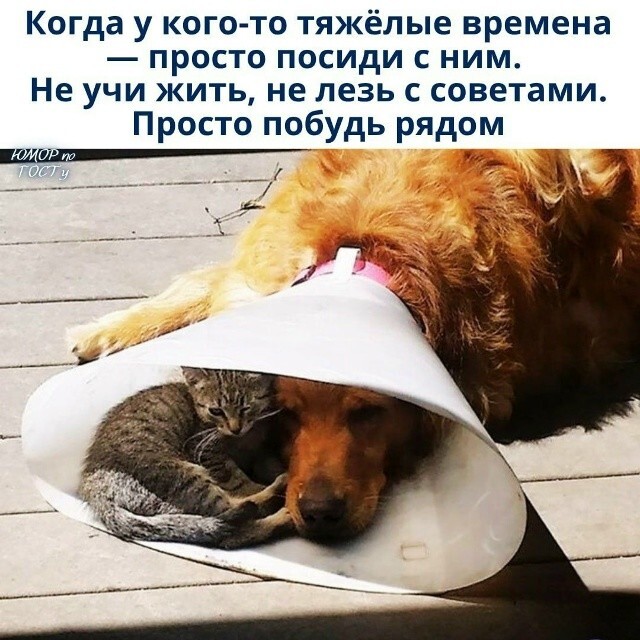 Большая миска улыбатора