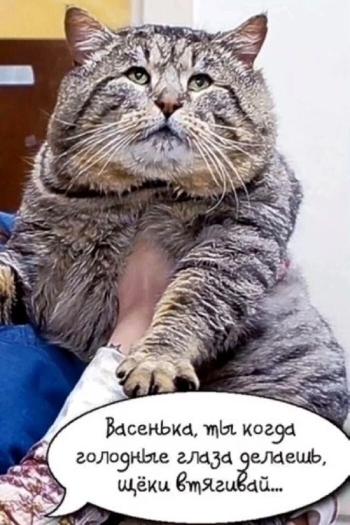 Большая миска улыбатора