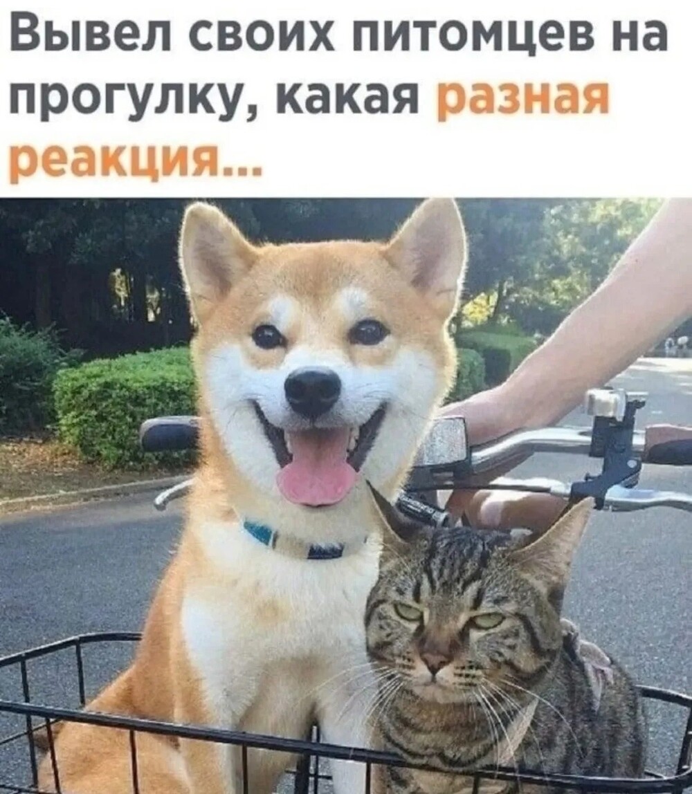 Большая миска улыбатора