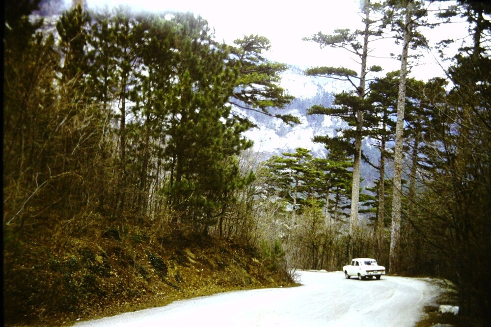 В Ялтинском горно-лесном природном заповеднике.