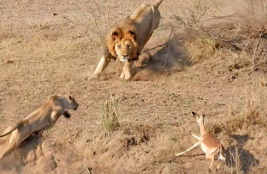 5 фактов, которые меняют представление о львах