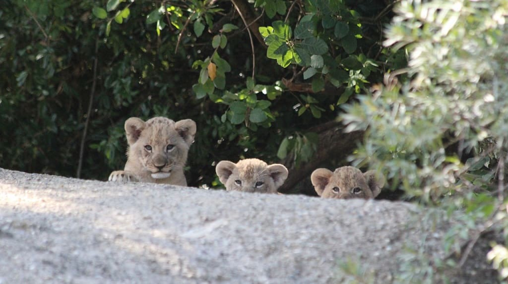 5 фактов, которые меняют представление о львах
