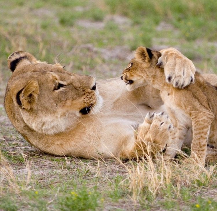 5 фактов, которые меняют представление о львах