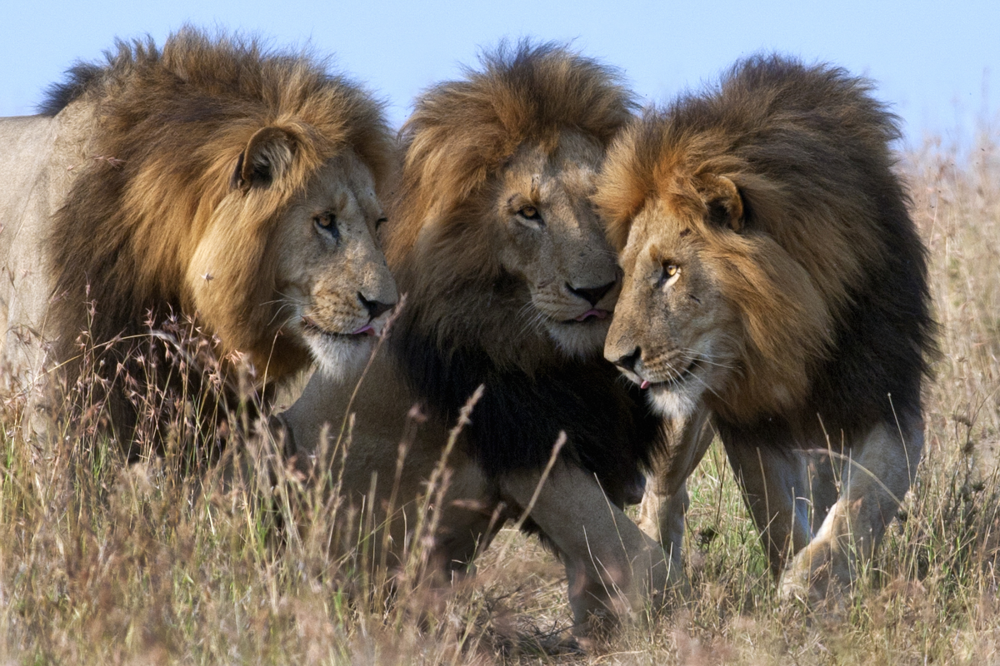 5 фактов, которые меняют представление о львах