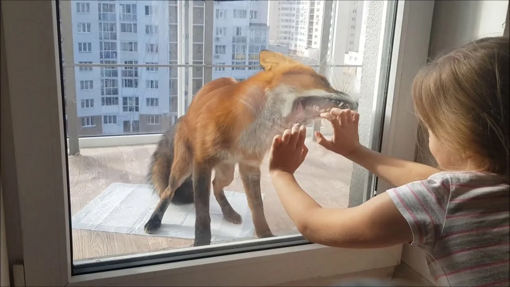 5 причин не заводить лису: дыры в полу, руки в крови, вонища адская!