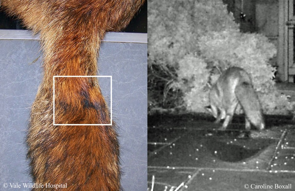 5 причин не заводить лису: дыры в полу, руки в крови, вонища адская!