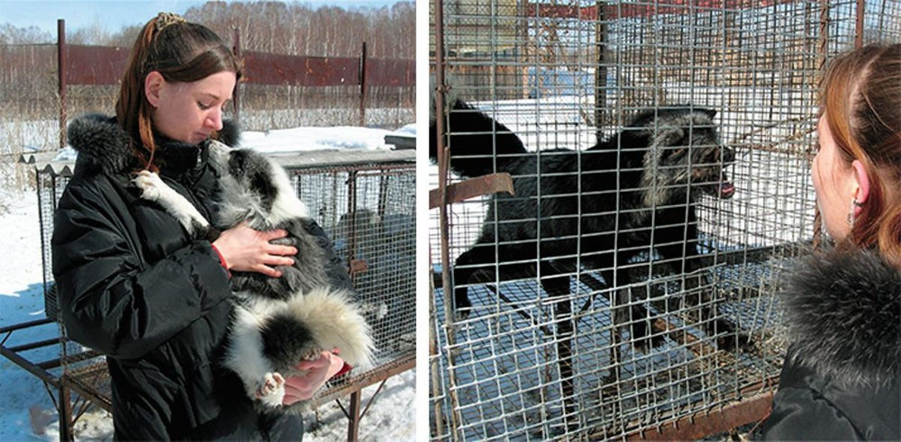 5 причин не заводить лису: дыры в полу, руки в крови, вонища адская!