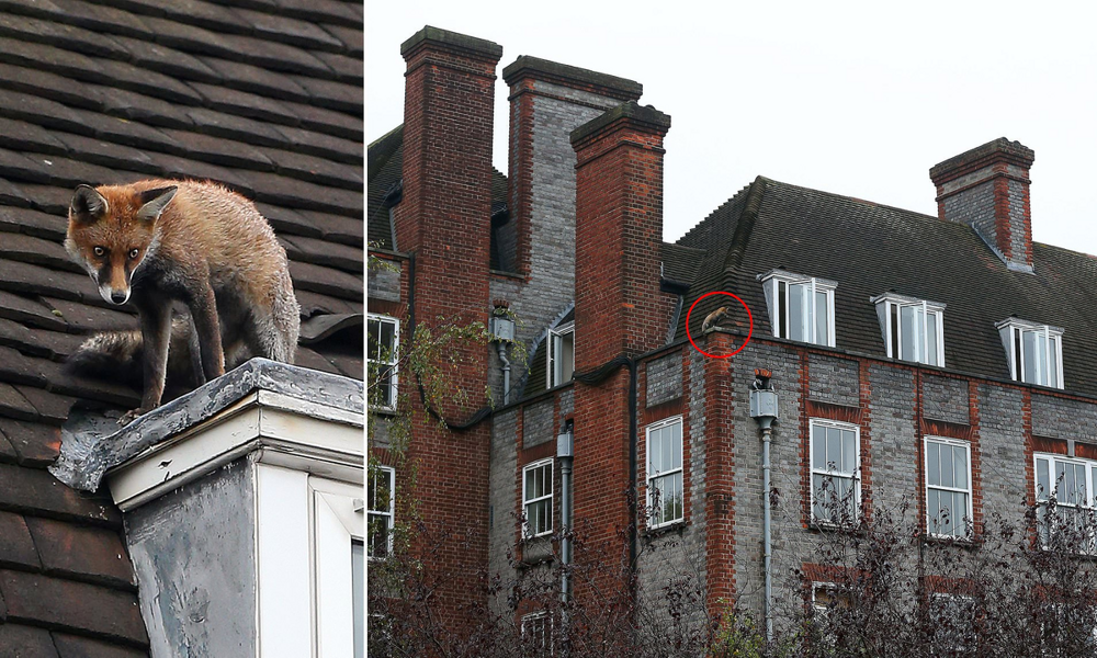 5 причин не заводить лису: дыры в полу, руки в крови, вонища адская!