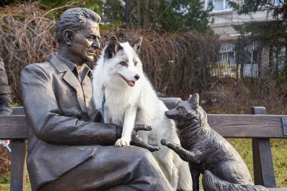 5 причин не заводить лису: дыры в полу, руки в крови, вонища адская!