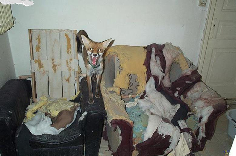 5 причин не заводить лису: дыры в полу, руки в крови, вонища адская!