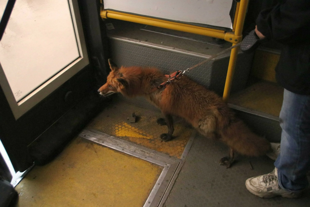 5 причин не заводить лису: дыры в полу, руки в крови, вонища адская!