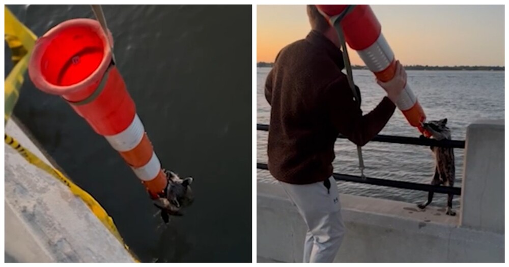 Пара спасла енота с помощью дорожного конуса