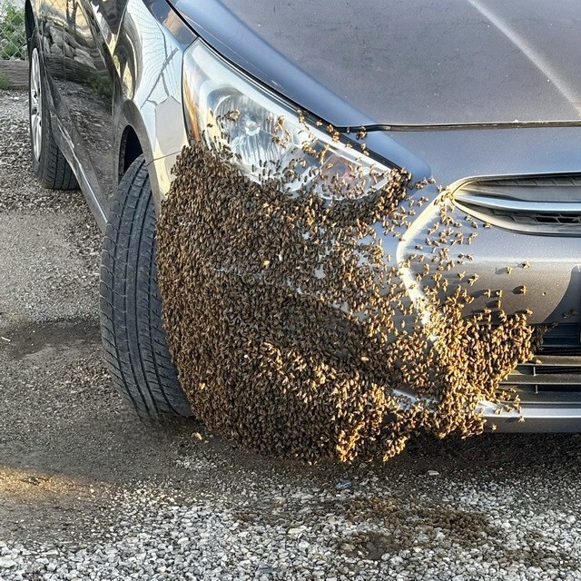 АвтоВсячина