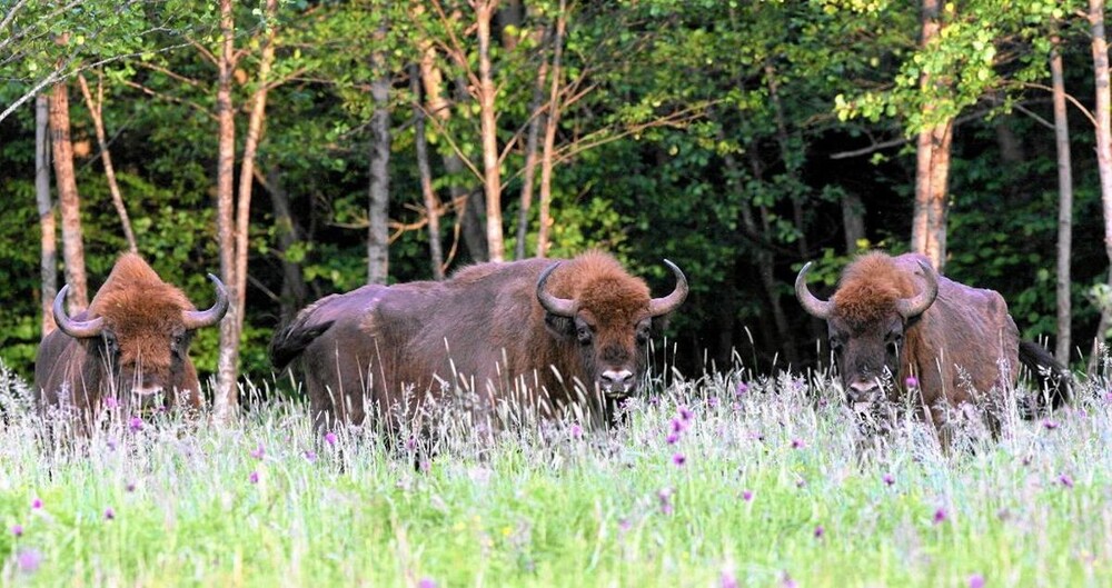 Поляки встретили зубров возле дороги