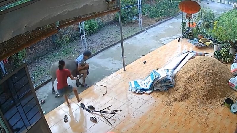 Разъярённый буйвол ворвался в дом, но мужчина сумел его усмирить