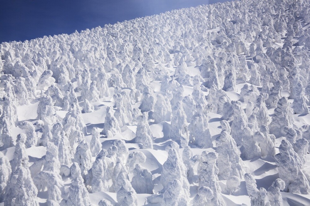 Джухё – ледяные призрачные стражи горы Дзао