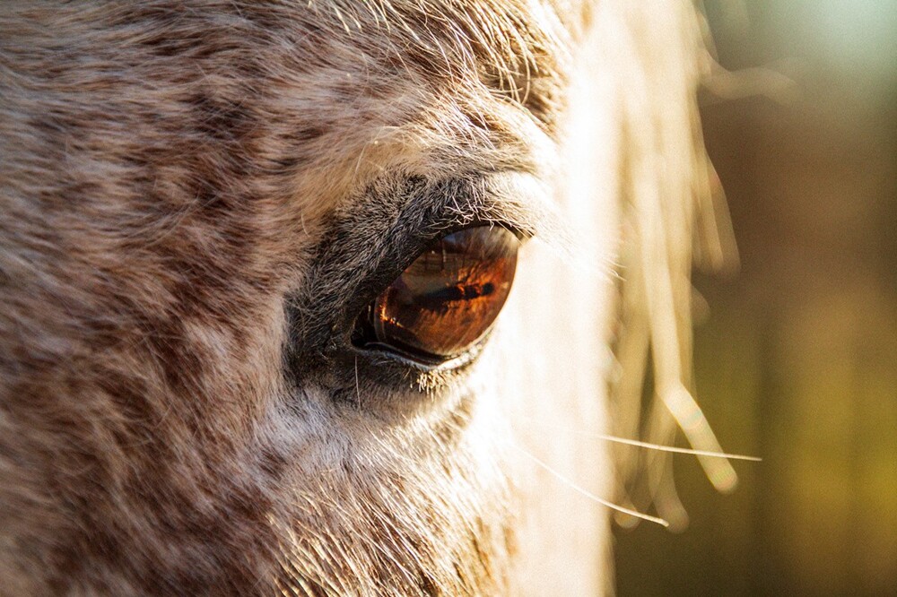 15. Даже маленькая лошадь может выглядеть величественно
