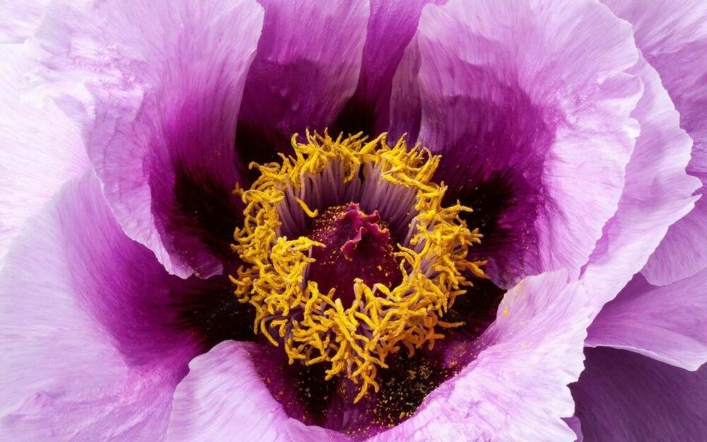 16. Феерия нежности