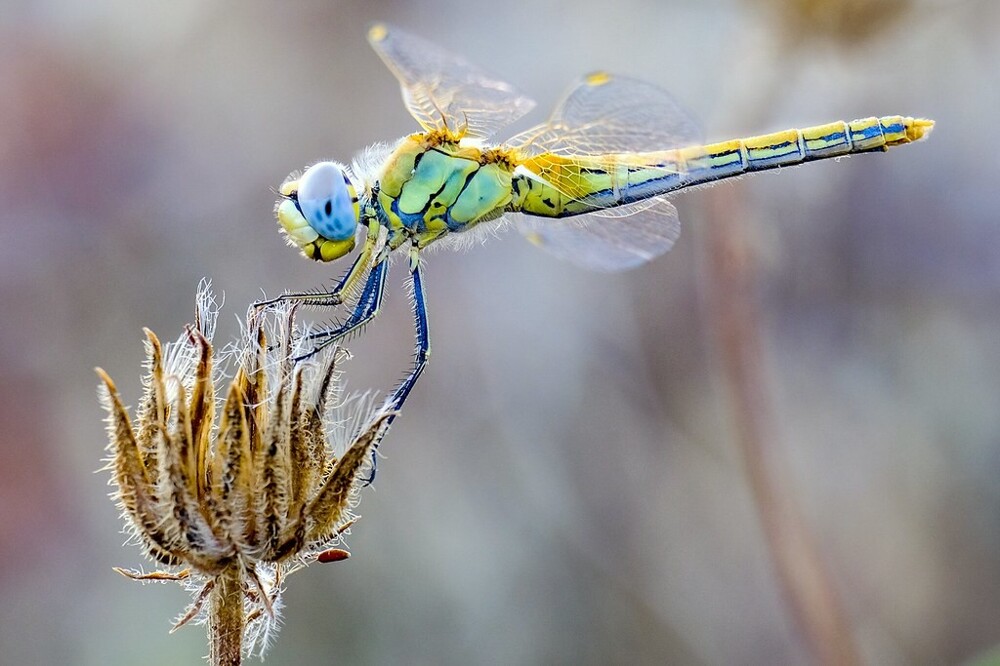 13. Очень занятая стрекоза