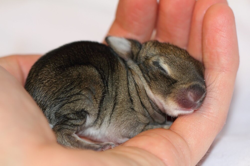 4. Всего лишь маленький кролик, но выглядит как величайшее сокровище природы