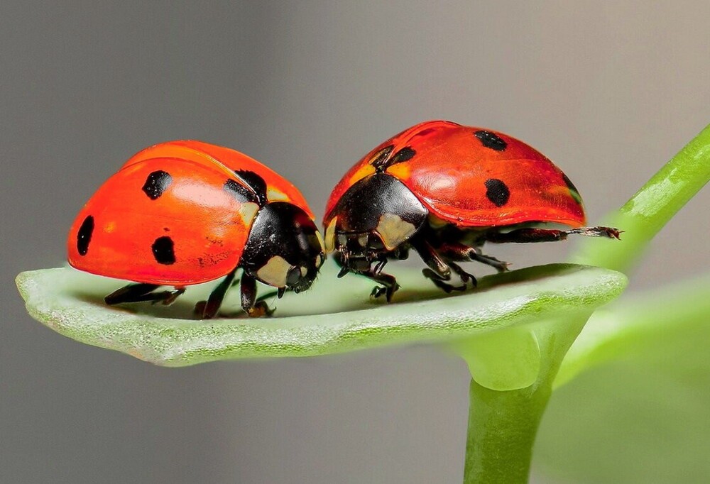 22. Большая маленькая дружба