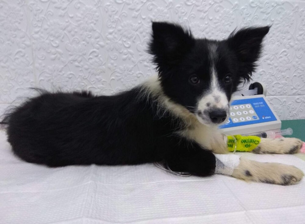 Задержан мужчина, подозреваемый в многолетних кражах собак