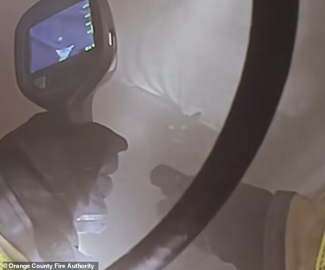 Драматический момент: спасение котов из пожара