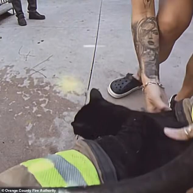 Драматический момент: спасение котов из пожара