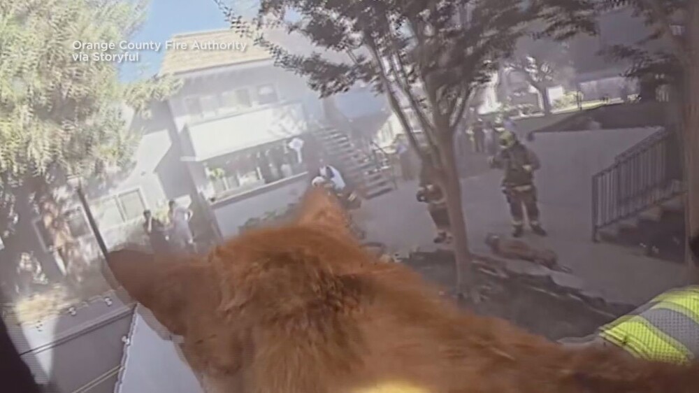 Драматический момент: спасение котов из пожара