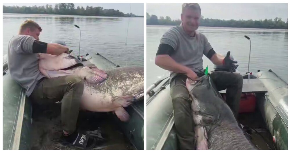 Польские рыбаки поймали огромного сома
