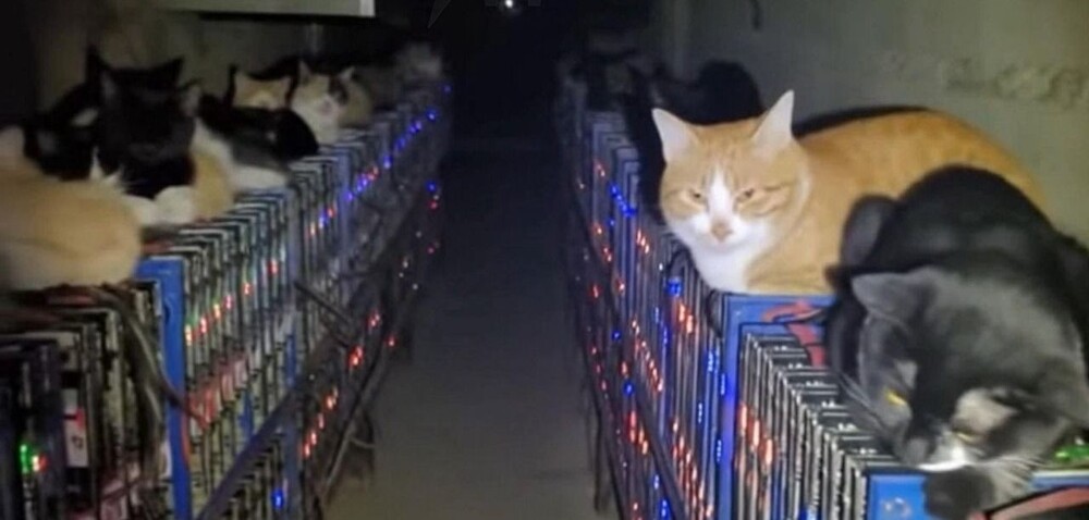 В Китае кошки парализовали работу майнинг-центра