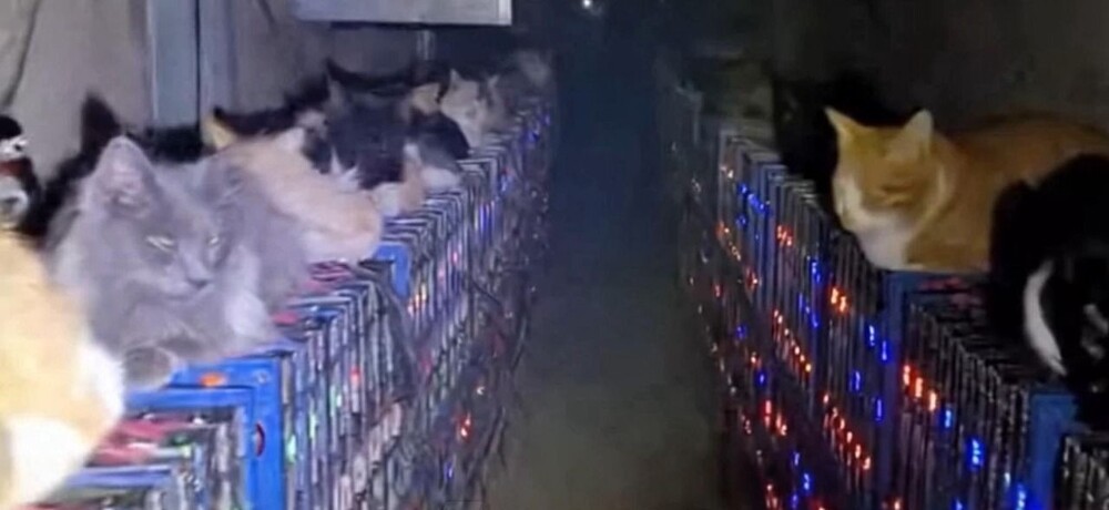 В Китае кошки парализовали работу майнинг-центра