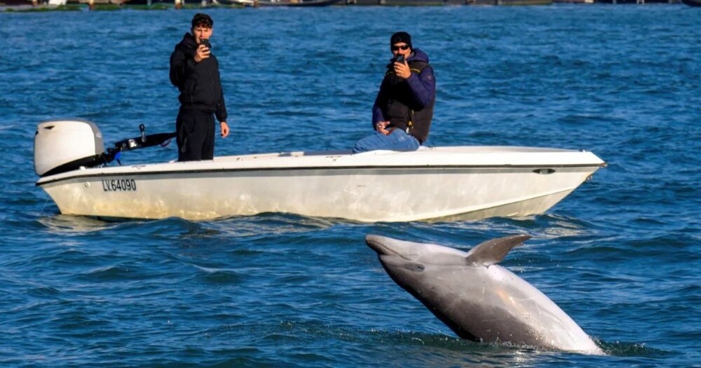 В Венеции появился игривый дельфин Миммо