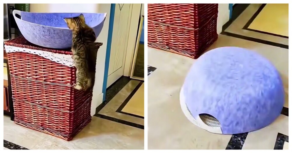 Кошки, которые сами себя загнали в ловушку