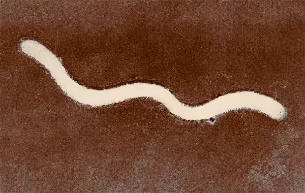 Что убивает жизнь в глубинах Чёрного моря: почему рыбы здесь не живут глубже 150 метров