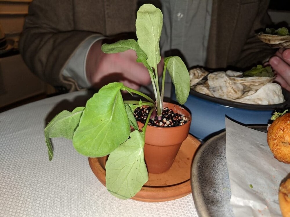 8. Редис настоящий, грунт, к счастью, из киноа