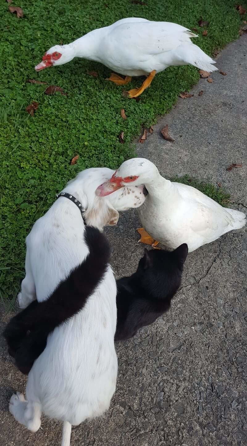 18. Хоровод без забот