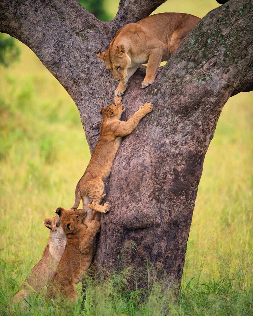 4. Один за всех и все за одного