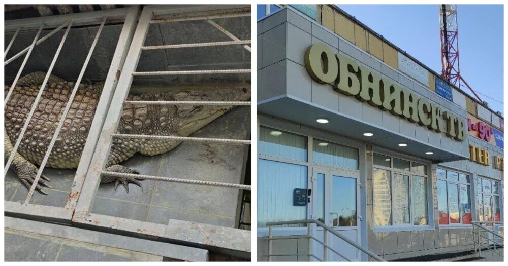 Прокуратура проверит калужскую телекомпанию, в редакции которой содержится крокодил