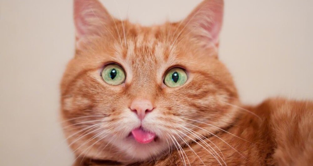  Жизнь с котом полна сюрпризов