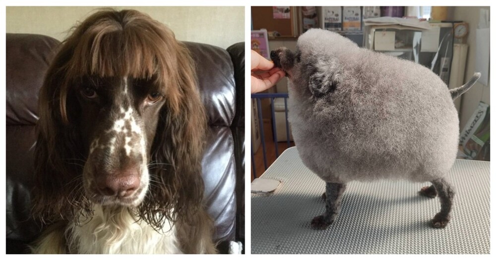 Собаки и их улётные стрижки