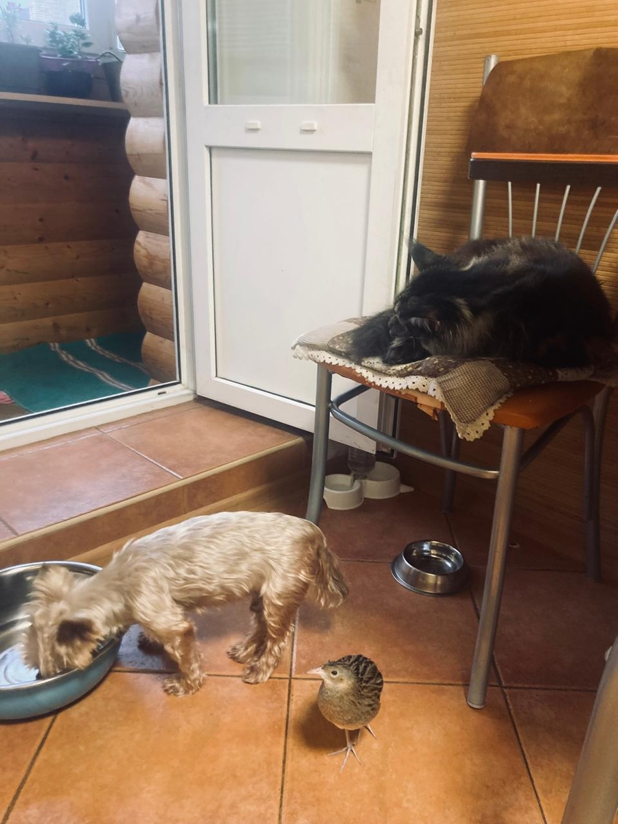 История о том, как птица пыталась соблазнить  хозяйку