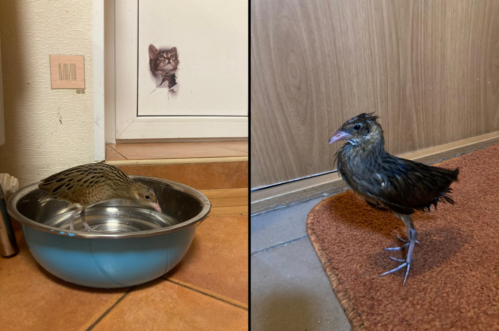 История о том, как птица пыталась соблазнить  хозяйку