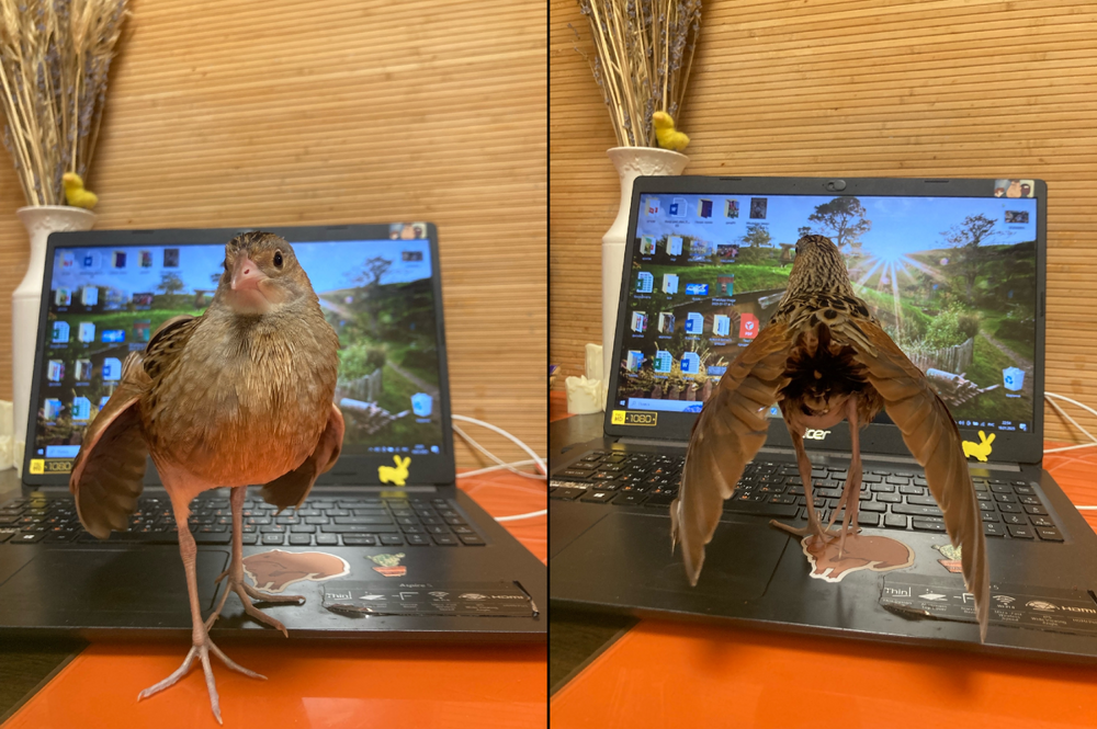 История о том, как птица пыталась соблазнить  хозяйку