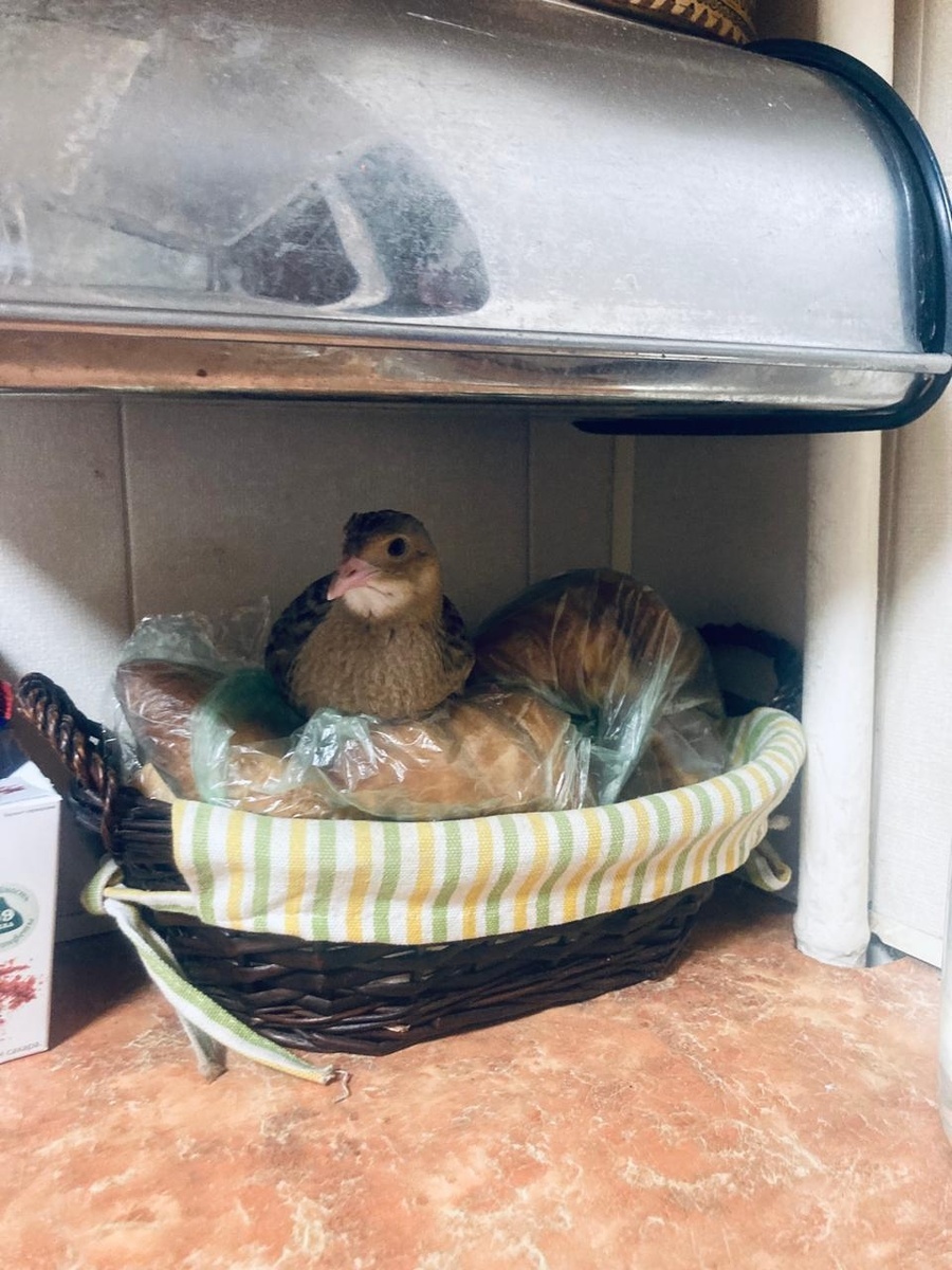 История о том, как птица пыталась соблазнить  хозяйку